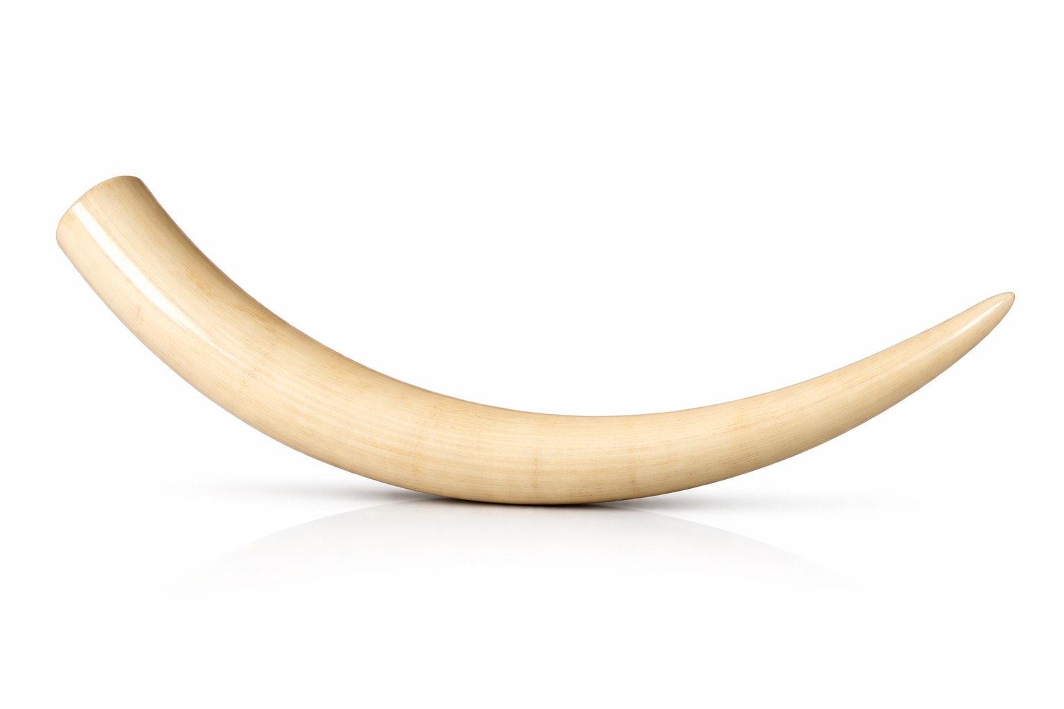 象牙の買取・査定について